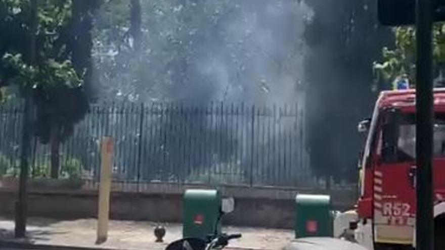 Incendio de varias palmeras en el parque Viudes de Murcia