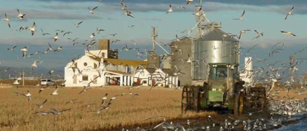 La gestión para elevar el nivel del agua en la Albufera abre una guerra con los regantes