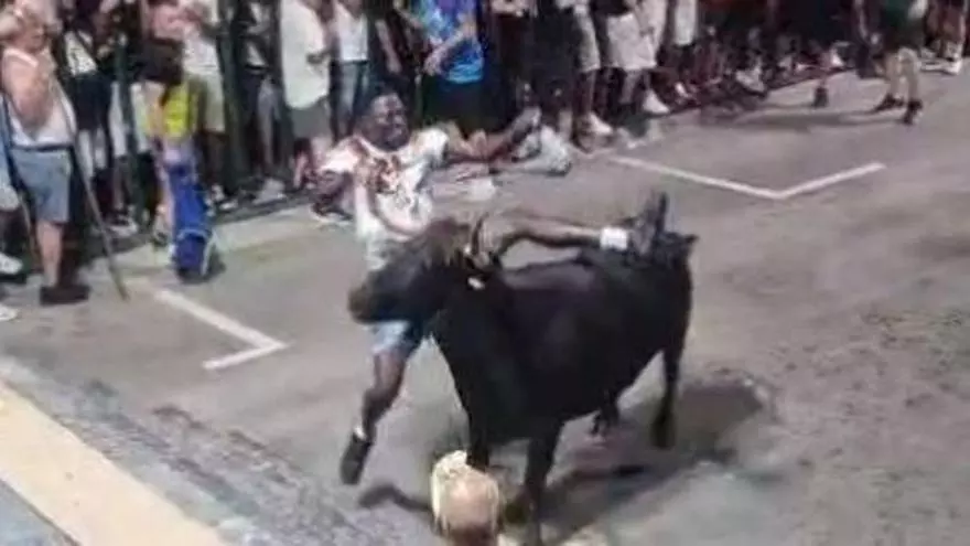 Bob, el fenómeno de los "bous al carrer" de Calp, ya sabe cómo las gastan las vaquillas: embestido, lanzado por los aires y zarandeado
