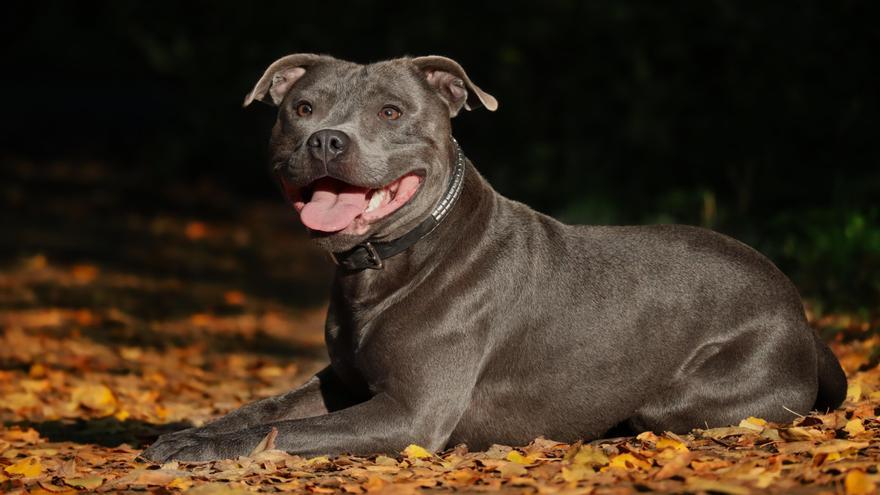 El staffordshire bull terrier nació como perro de peleas.