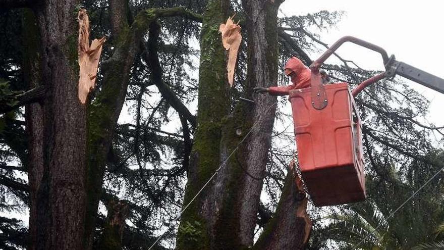 Cableado de los cedros dañados por los temporales. // Rafa Vázquez