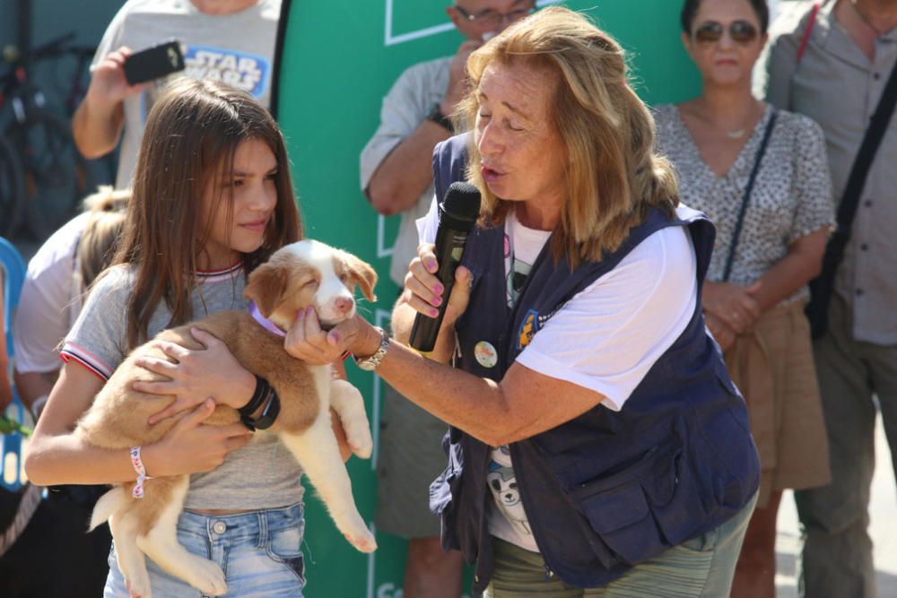 El Parque Huelin ha acogido la primera edición de un evento destinado a las mascotas y a sus dueños, con carreras en diversas categorías, actividades gratuitas y numerosos stands