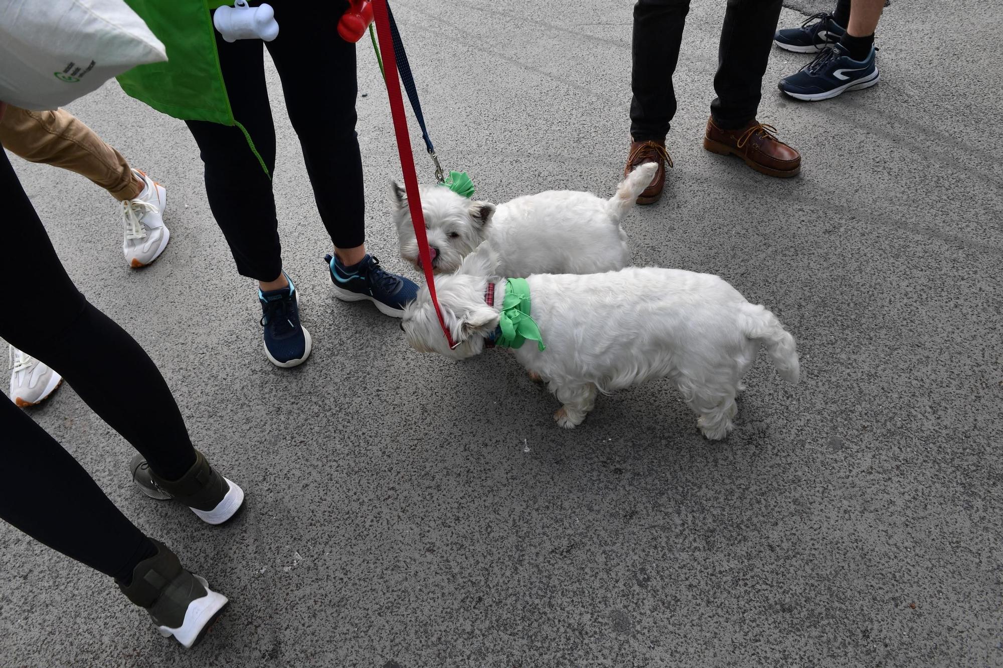 A Coruña caminó contra el cáncer