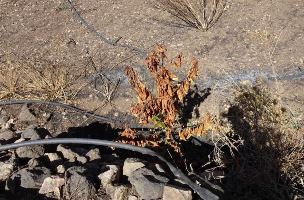 Las tuberías de polietileno, una de las causas de propagación del incendio de Gran Canaria