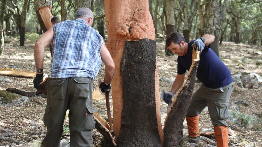 Ronda licita la saca del corcho y estima una producción de 395.000 kilos