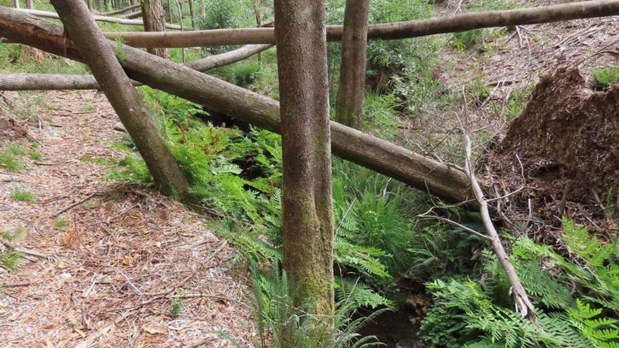 Puente de madera destrozado, árboles caídos y restos sin retirar de las talas en Castiñeiras.