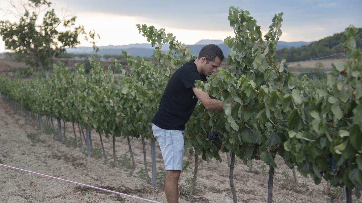 Aleix Solergibert en una de les parcel·les de vinya del celler Solergibert d’Artés, on es troba la varietat mandó  | ALEX GUERRERO
