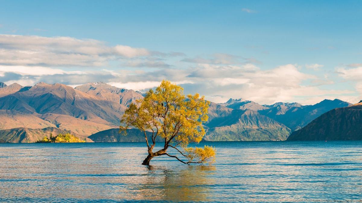 ¿Por qué el árbol de Wanaka es el más famoso de Nueva Zelanda?