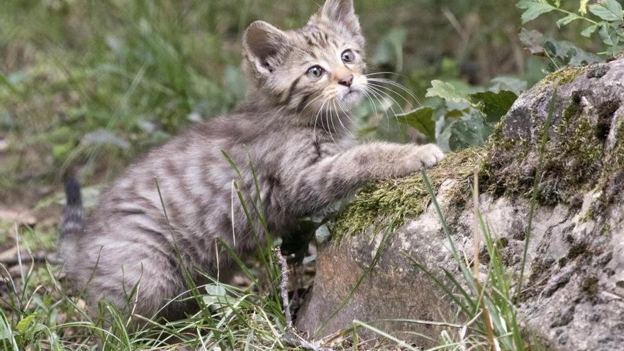 Disparar a un gato es maltrato