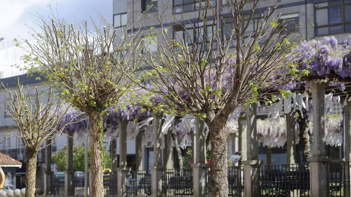 Arbolado urbano plantado en la Avenida do Parque de Silleda.