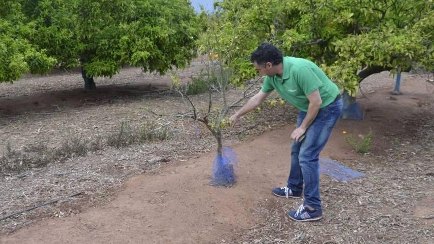 Los cazadores abaten a 1.500 conejos en Moncofa... pero la plaga no cesa