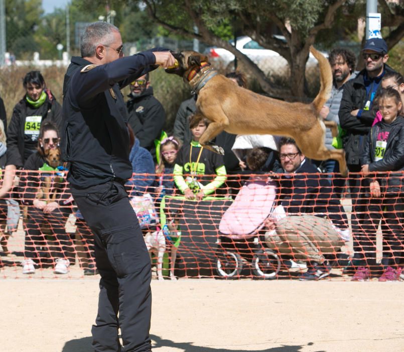 Can We Run: Gran carrera de perros para la concienciación animal