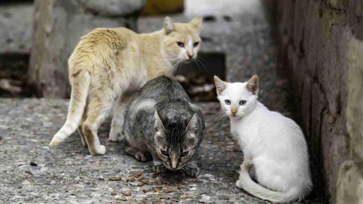 Imagen de archivo de varios gatos callejeros.