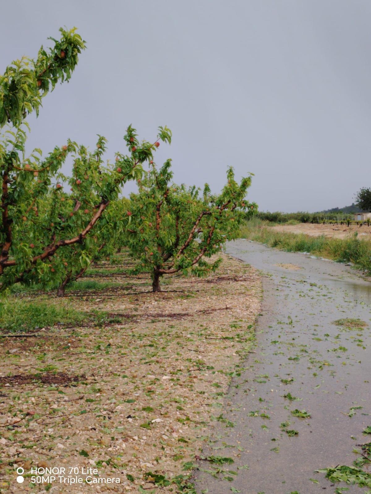 Albaricoques en Turís afectados por la granizada.