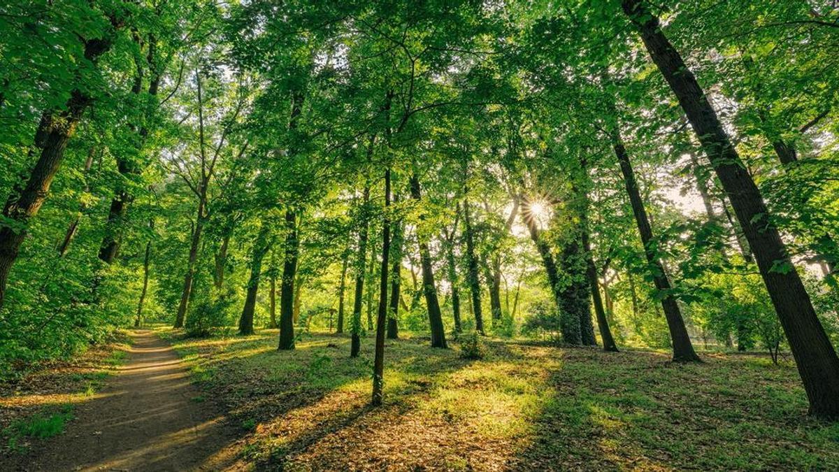 Los bosques maduros absorben más CO2 que los plantados
