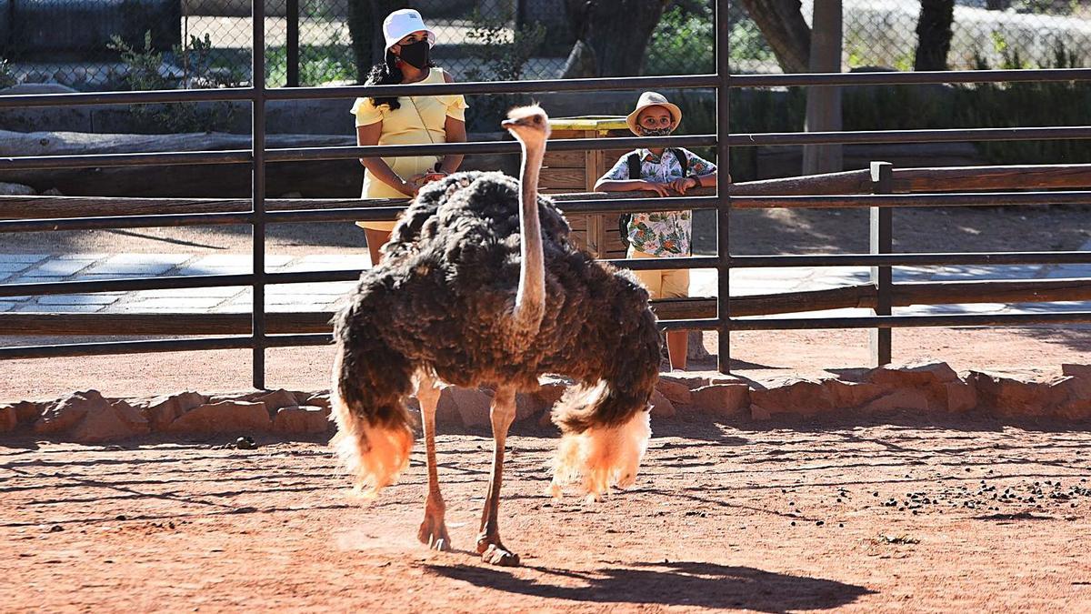 Zoológico de Córdoba.  Unos visitantes al parque observan un avestruz.  | CHENCHO MARTÍNEZ/A.J. GONZÁLEZ