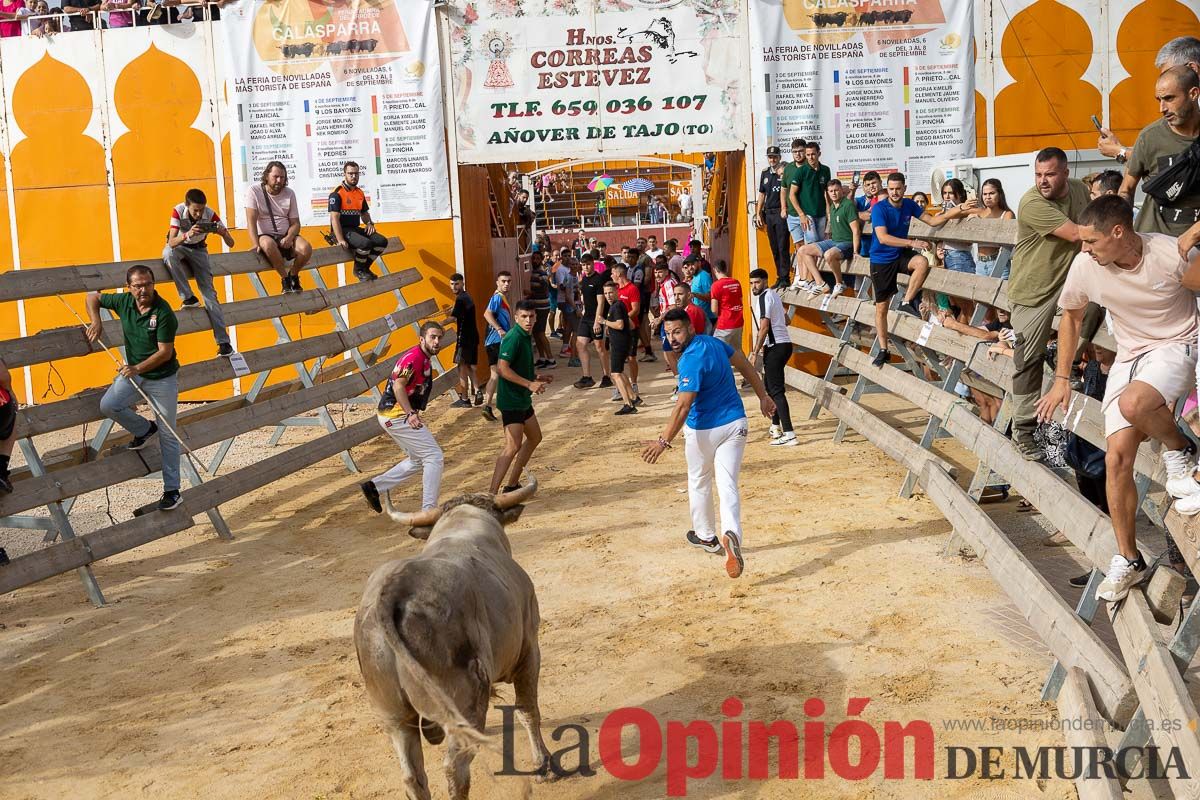 Segundo encierro de la Feria Taurina del Arroz en Calasparra