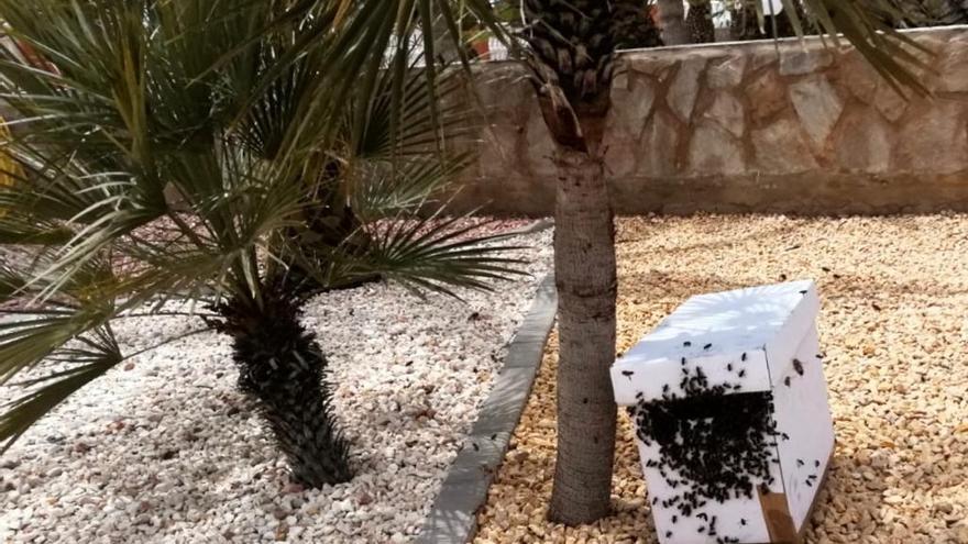 Los bomberos retiran un panal con miles de abejas de una vivienda de Mutxamel