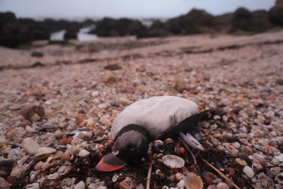 Frailecillo muerto en Galicia