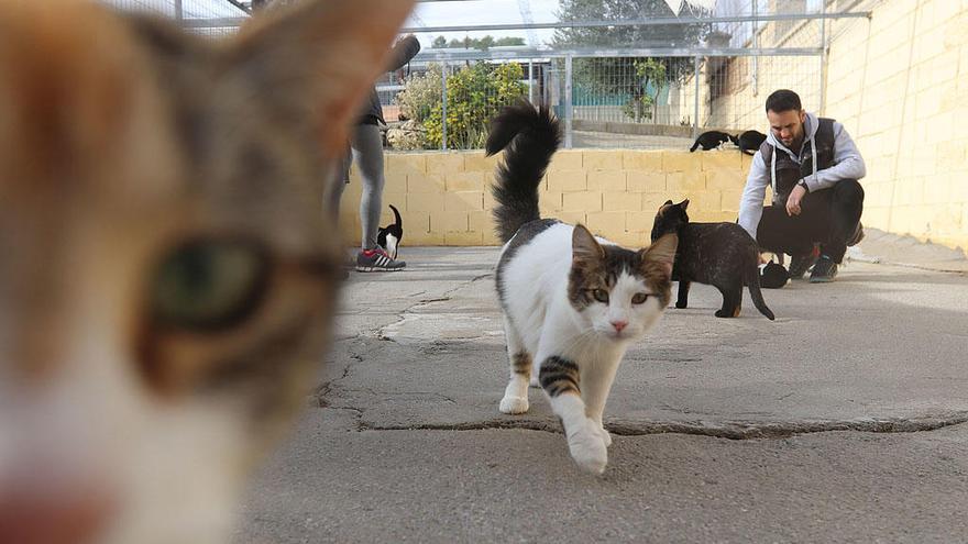 Gatos en la Protectora de Animales de Málaga.