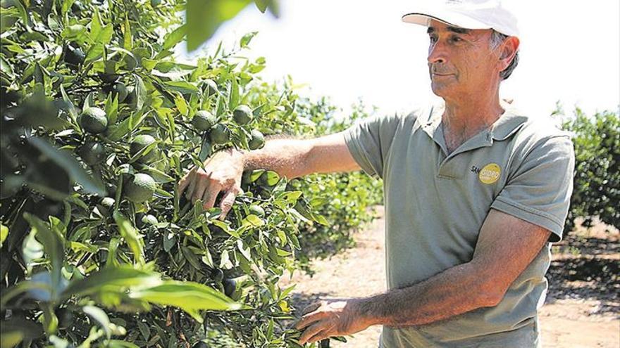 El cambio climático exige nuevas inversiones al azulejo y los cítricos