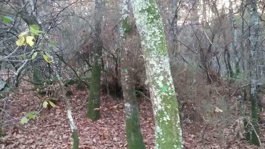 Algunos de los árboles ya marcados en la propiedad situada entre Celemín y Belelle, en Catasós.