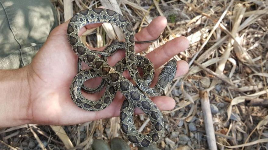 Control de serpientes en Ibiza: el Govern limita la entrada de olivos y declara a la lagartija especie vulnerable