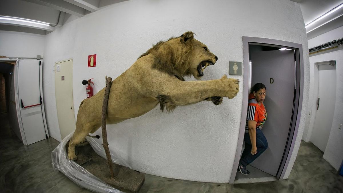 El león disecado encontrado en Castelldefels