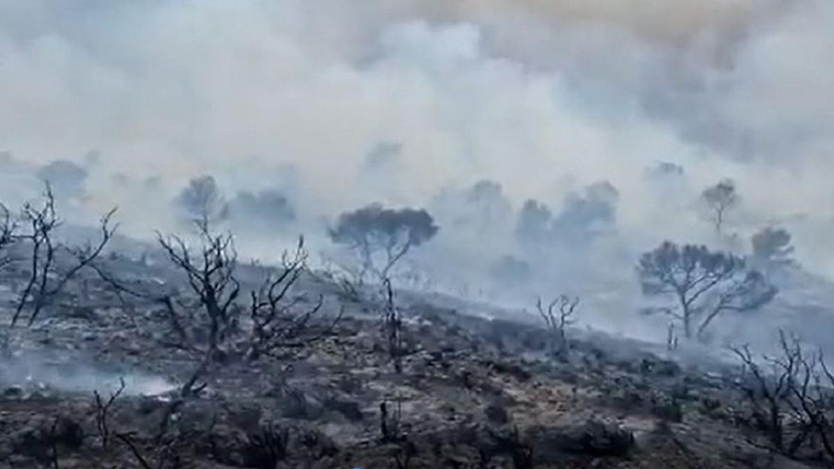 Imágenes del devastado terreno tras el paso de las llamas en el incendio de Jumilla.