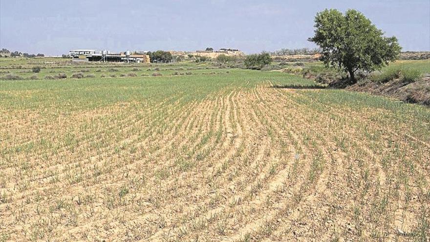 La cosecha de cereales caerá en la región en todos los granos