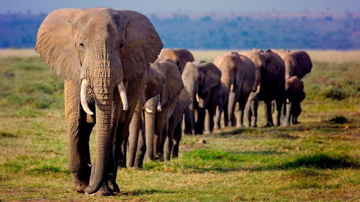 Una manada de elefantes africanos marcha en línea hacia un pozo de agua en el parque nacional Amboseli, Kenia.