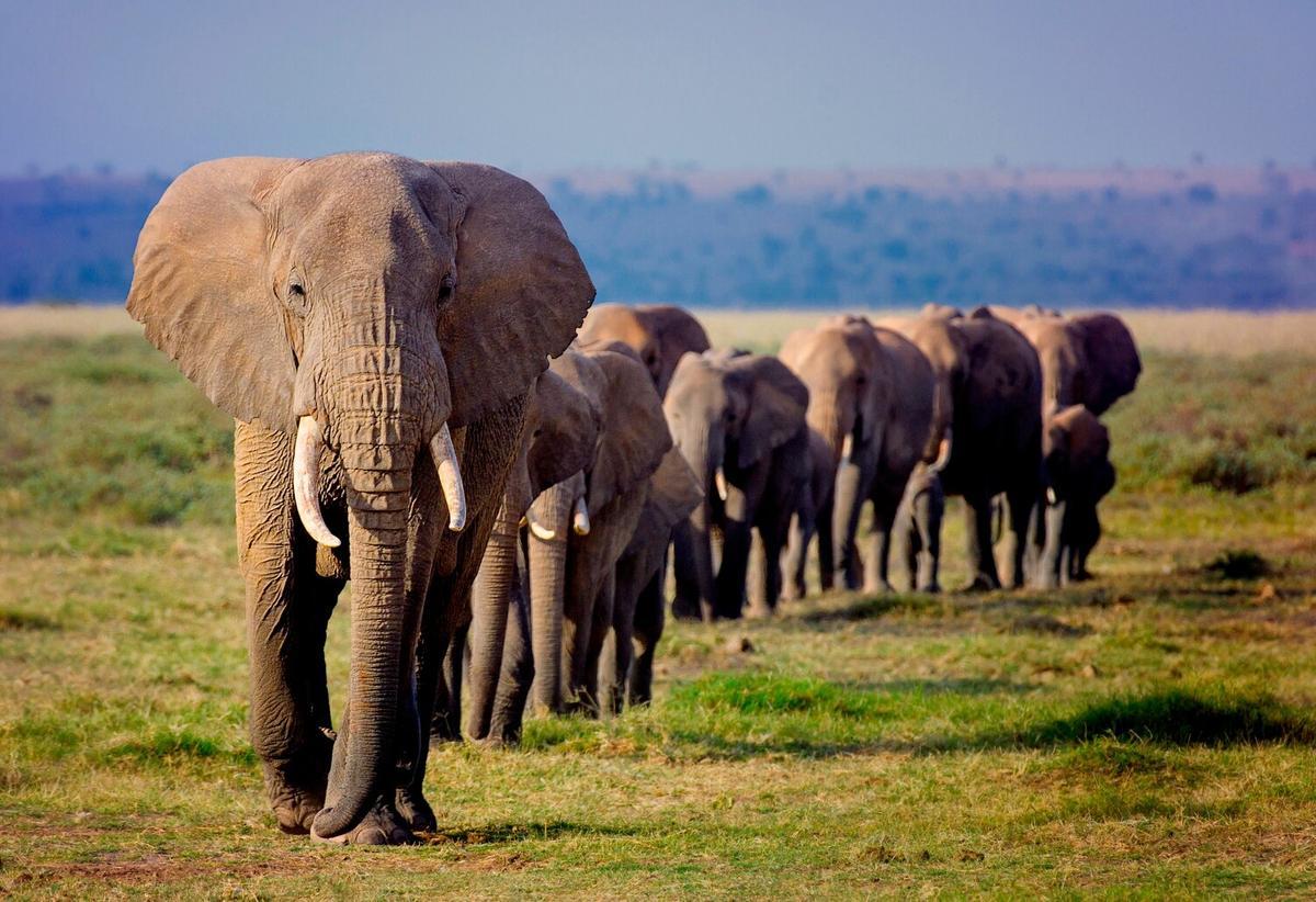Una manada de elefantes africanos marcha en línea hacia un pozo de agua en el parque nacional Amboseli, Kenia.