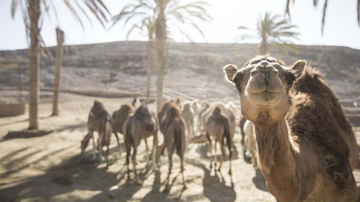 DromeMilk Camel Bio Farm comercializará sus productos a lo largo de 2025.