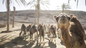 DromeMilk Camel Bio Farm comercializará sus productos a lo largo de 2025.
