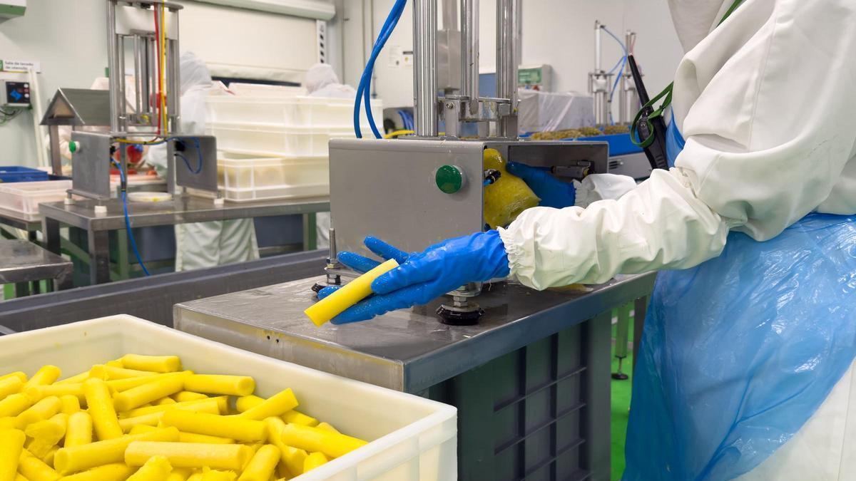 Extracción de corazones de piña en Vicente Peris
