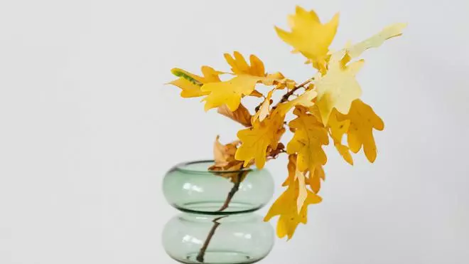 Este es el motivo por el cual las hojas de tus plantas se ponen siempre amarillas