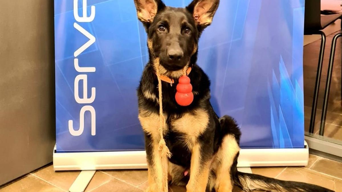 "Kosmo", un precioso pastor alemán que ya es el primer perro policía de Xàbia