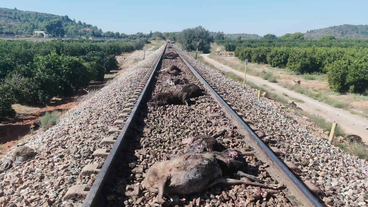 Algunas de las ovejas muertas tras ser arrolladas por un tren en Cheste.