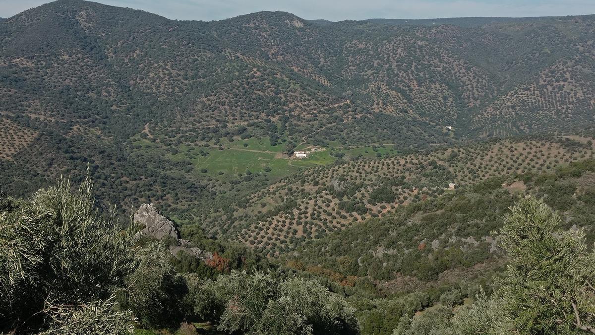 El paisaje del olivar está un poco más cerca de ser reconocido como Patrimonio Mundial.