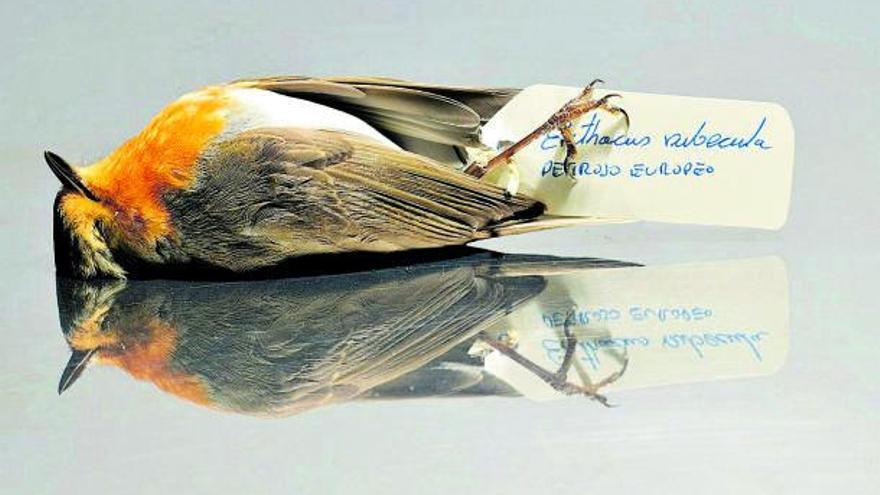 El arte de fotografiar fauna atropellada - Diario de Ibiza - Vimarsana News