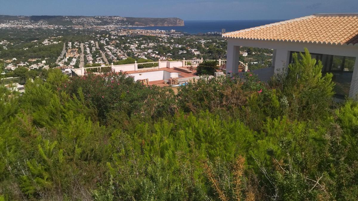 Incipiente pinada que está junto a un chalé de lujo recién construido