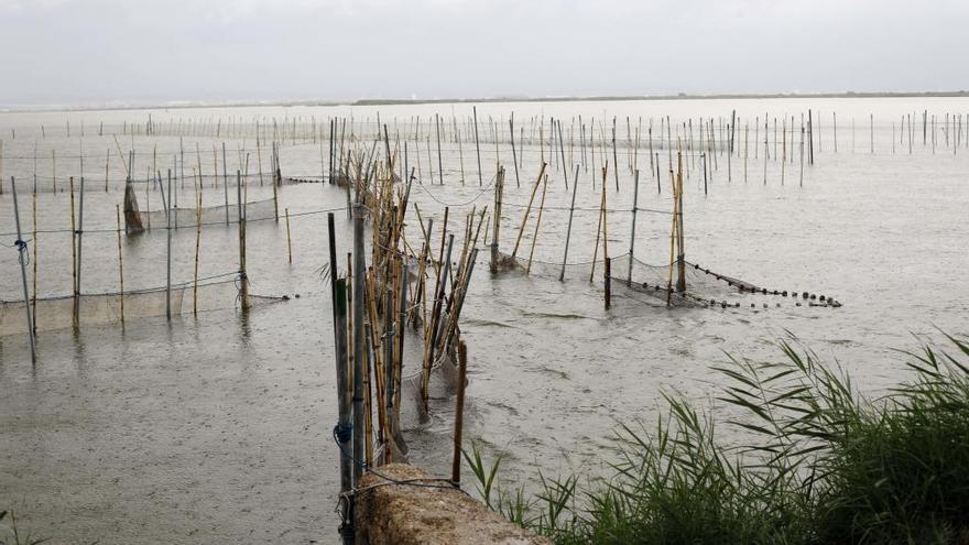 Ibuprofeno, paracetamol, cafeína y litio son los nuevos contaminantes de l&#039;Albufera