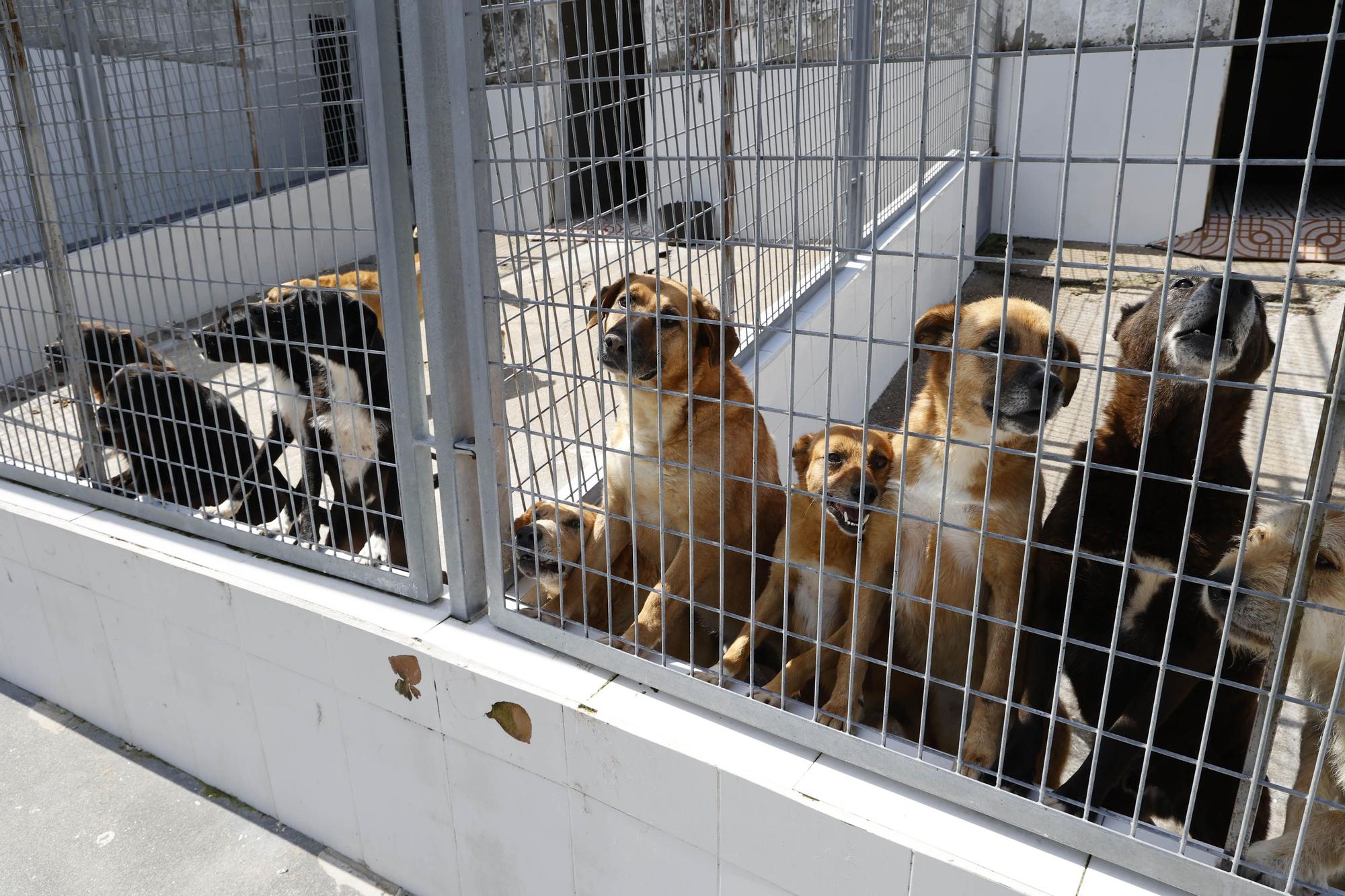 La llegada del verano dispara los abandonos de perros y gatos