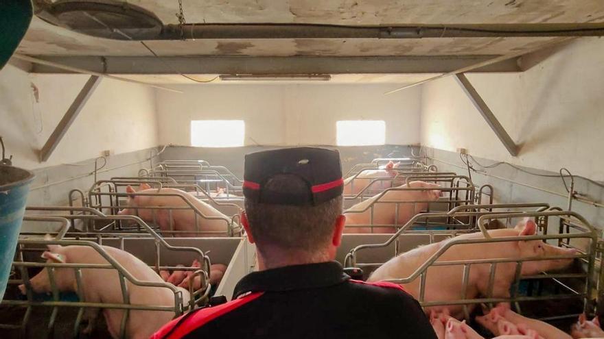 Canarian Police Cite Five Tenerife Farms for Welfare, Registration Breaches