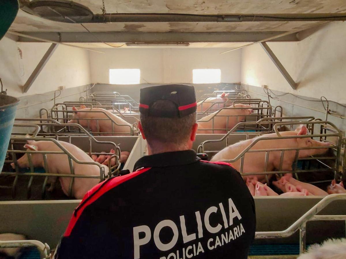 Un agente de la Policía Canaria durante una de las inspecciones