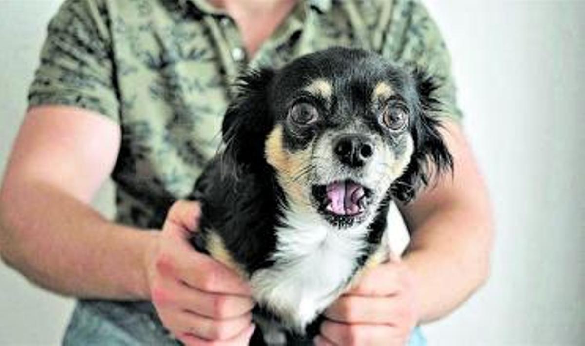 PERROS Y PIROTECNIA | Mi perro se asusta con el ruido de los petardos