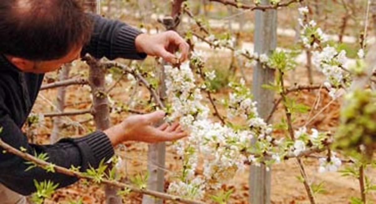 Floració de les primeres cireres de l’empresa Sat Edoa, creadora de la marca Cherries Glamour. Floració de les primeres cireres de l’empresa Sat Edoa, creadora de la marca Cherries Glamour.