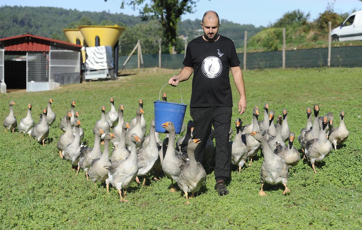 Las ocas persiguen a Daniel para alimentarse de grano.