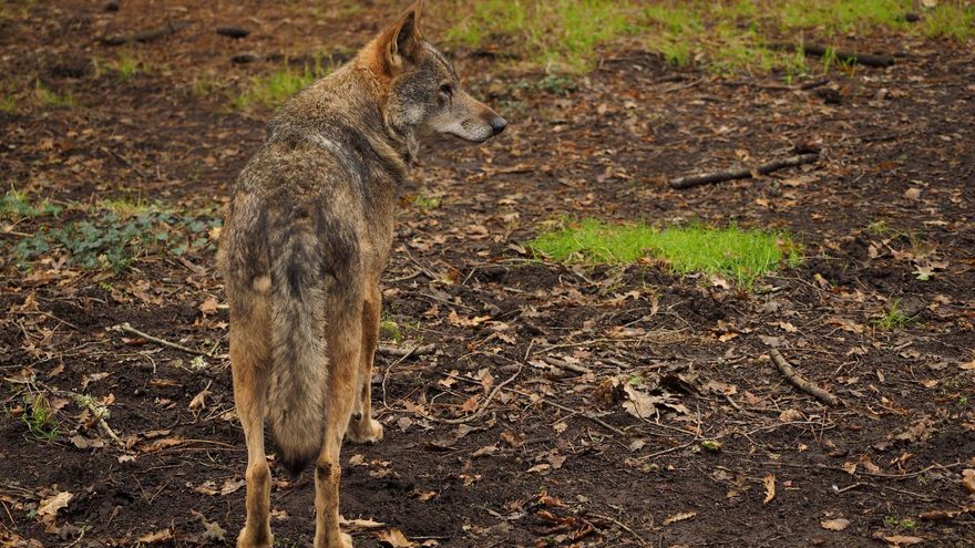 Más de 110 científicos piden fijar el umbral mínimo para la conservación del lobo en España en 500 manadas