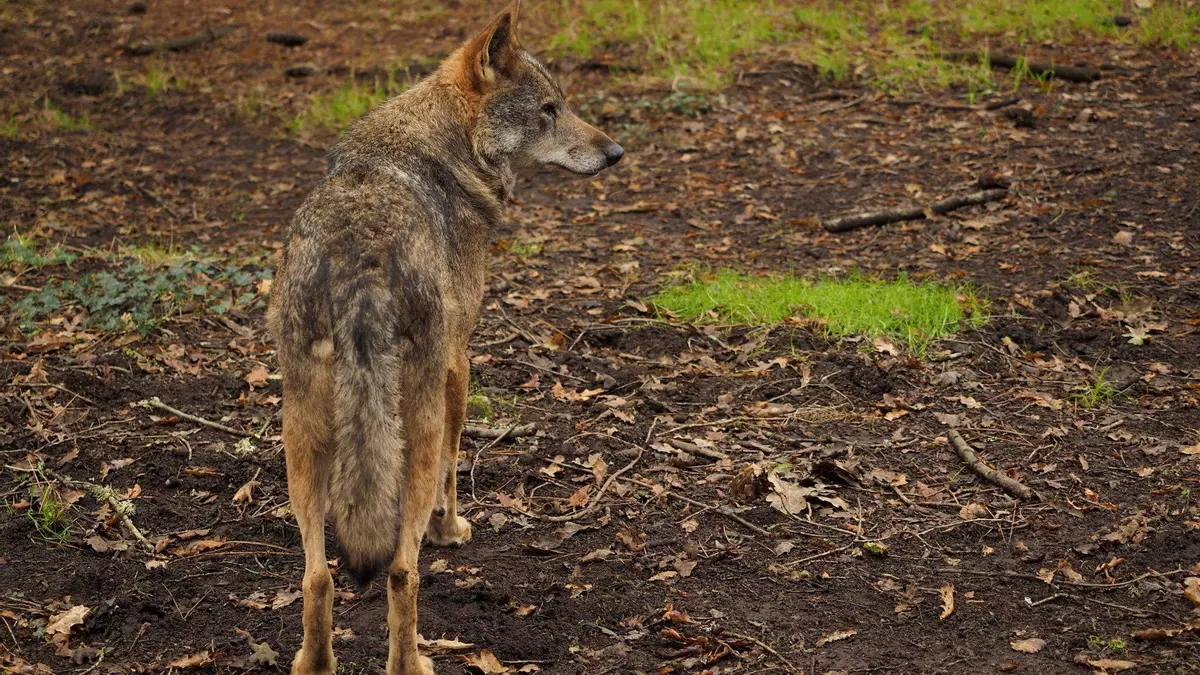 Más de 110 científicos piden fijar el umbral mínimo para la conservación del lobo en España en 500 manadas
